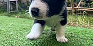 Moss is registered to the contest to win money with this photo: puppy, dog, grass, black_and_white, close_up, young_animal, outdoor, nature, pet, walking, fur, cute, animal, playful, garden, green, small, mammal, adorable, front_paw