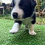 puppy, dog, grass, black_and_white, close_up, young_animal, outdoor, nature, pet, walking, fur, cute, animal, playful, garden, green, small, mammal, adorable, front_paw