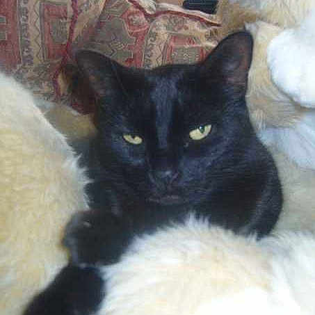 Molly