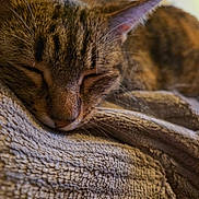 Nine participe au concours pour gagner de l'argent avec cette photo : cat, tabby_cat, sleeping, close_up, pet, feline, fur, whiskers, blanket, texture, resting, cozy, indoor, animal, mammal, cute, peaceful, soft, hand, companion