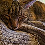 cat, tabby_cat, sleeping, close_up, pet, feline, fur, whiskers, blanket, texture, resting, cozy, indoor, animal, mammal, cute, peaceful, soft, hand, companion