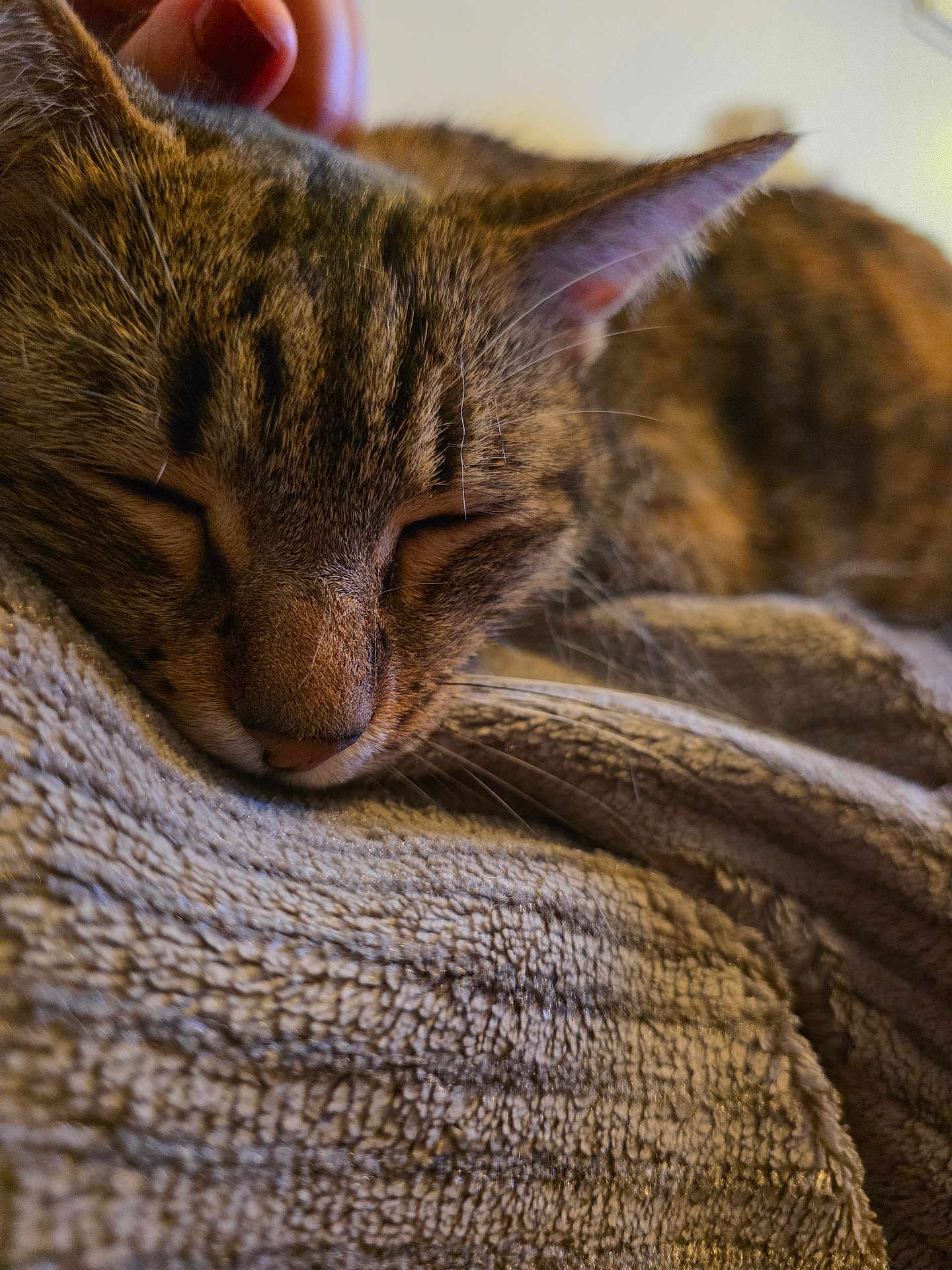 Nine participe au concours pour gagner de l'argent avec cette photo : cat, tabby_cat, sleeping, close_up, pet, feline, fur, whiskers, blanket, texture, resting, cozy, indoor, animal, mammal, cute, peaceful, soft, hand, companion