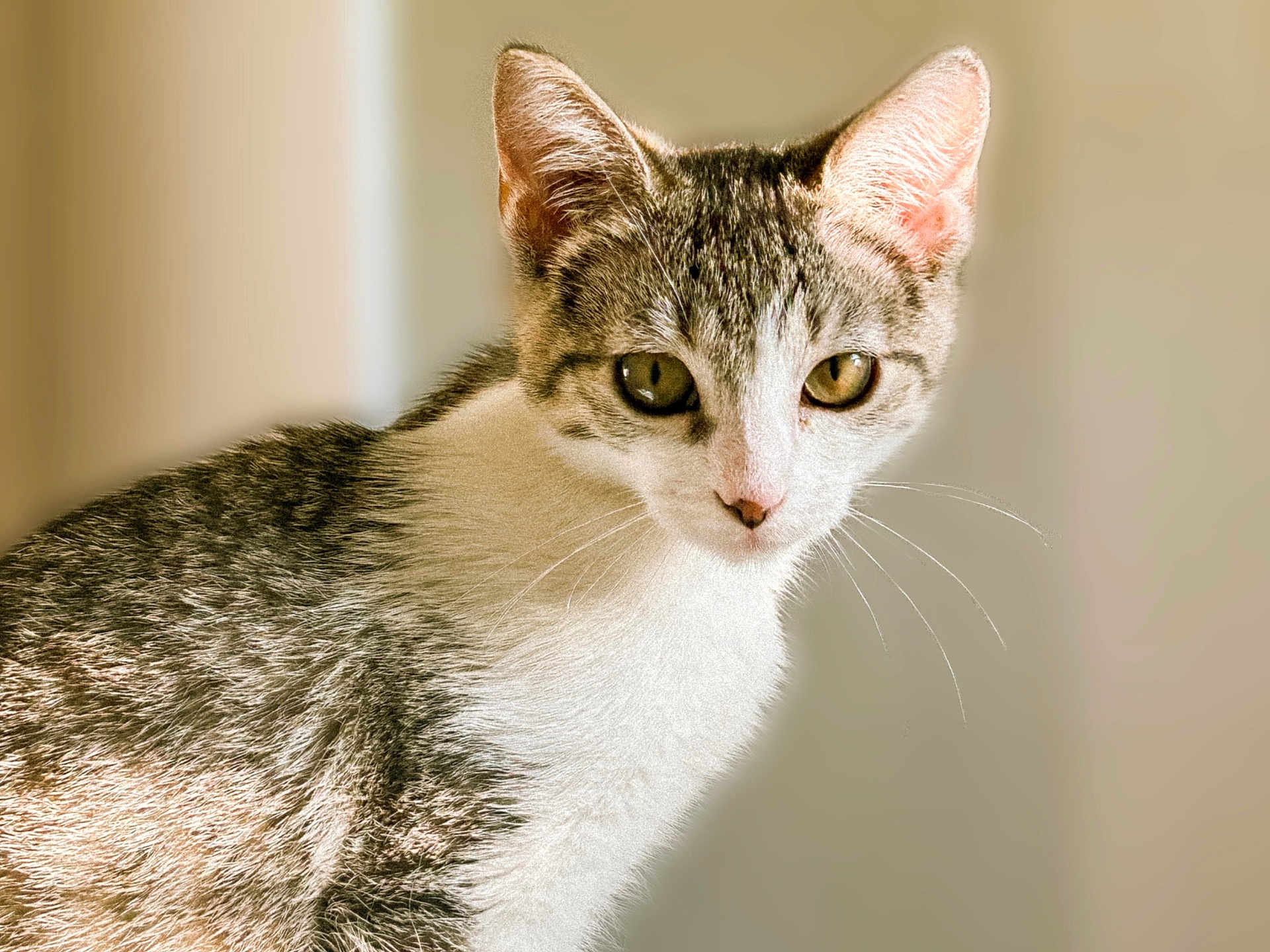 Yoshi joined the competition — help win amazing prizes! animal, background_blur, cat, close_up, curious, cute, domestic, eyes, feline, fur, indoor, looking, mammal, pet, portrait, soft_light, tabby, whiskers, white, young