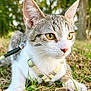 Yoshi is registered to the contest to win money with this photo: alert, animal, background, cat, closeup, curious, daylight, ears, eyes, fur, grass, harness, leash, mammal, nature, nose, outdoor, pet, whiskers, young