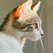 Yoshi joined the competition — help win amazing prizes! animal, background, cat, close_up, curious, domestic_cat, ears, eyes, feline, focus, fur, indoor, muzzle, pet, portrait, profile, side_view, soft_light, sunlight, whiskers