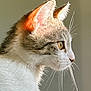 animal, background, cat, close_up, curious, domestic_cat, ears, eyes, feline, focus, fur, indoor, muzzle, pet, portrait, profile, side_view, soft_light, sunlight, whiskers