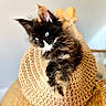 kitten, cat, tortoiseshell, blue_eyes, fur, pet, animal, hat, woven, straw, closeup, cute, relaxed, indoor, cozy, young, whiskers, ears, portrait, resting