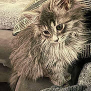 Willow joined the competition — help win amazing prizes! kitten, cat, fluffy, gray, pet, indoors, couch, blanket, pillow, cozy, fur, whiskers, cute, animal, young, sitting, curious, soft, home, relaxed