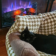 Smokey joined the competition — help win amazing prizes! cat, black_cat, pet_bed, plush_pillow, electric_fireplace, fire, flames, wood_floor, indoor, cozy, relaxed, feline, home, warm_lighting, checkered_pattern, resting, animal, comfort, living_room, domestic_pet