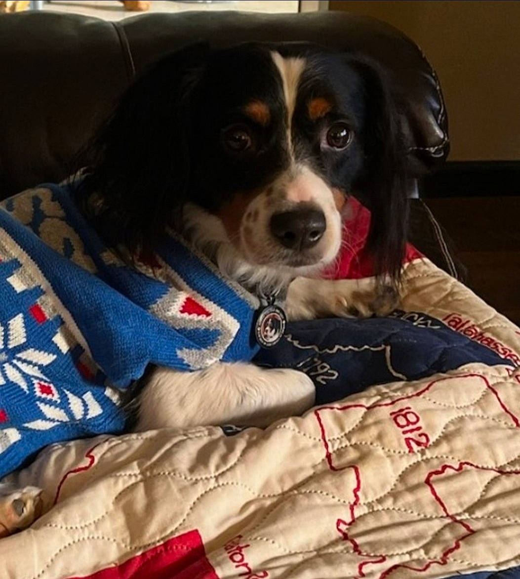 Kobber Lou is registered to the contest to win money with this photo: beaglier, canidae, car_seat_cover, carnivore, collar, companion_dog, dog, dog_breed, dog_collar, dog_supply, formal_wear, fur, giant_dog_breed, pattern, plaid, snout, sporting_group, whiskers, working_animal, working_dog