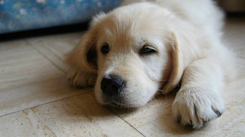 Crunch participe au concours pour gagner de l'argent avec cette photo : beagador, canidae, carnivore, companion_dog, dog, dog_breed, fawn, golden_retriever, labrador_retriever, mammal, puppy, puppy_love, rare_breed_dog, retriever, small_greek_domestic_dog, snout, sporting_group, vertebrate