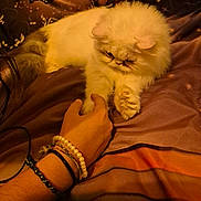 Amour participe au concours pour gagner de l'argent avec cette photo : cat, fluffy_cat, white_cat, hand, bracelets, bed, bedding, butterfly_pattern, indoor, cozy, pet, animal, touching, paw, feline, resting, cute, closeup, warm_lighting, human