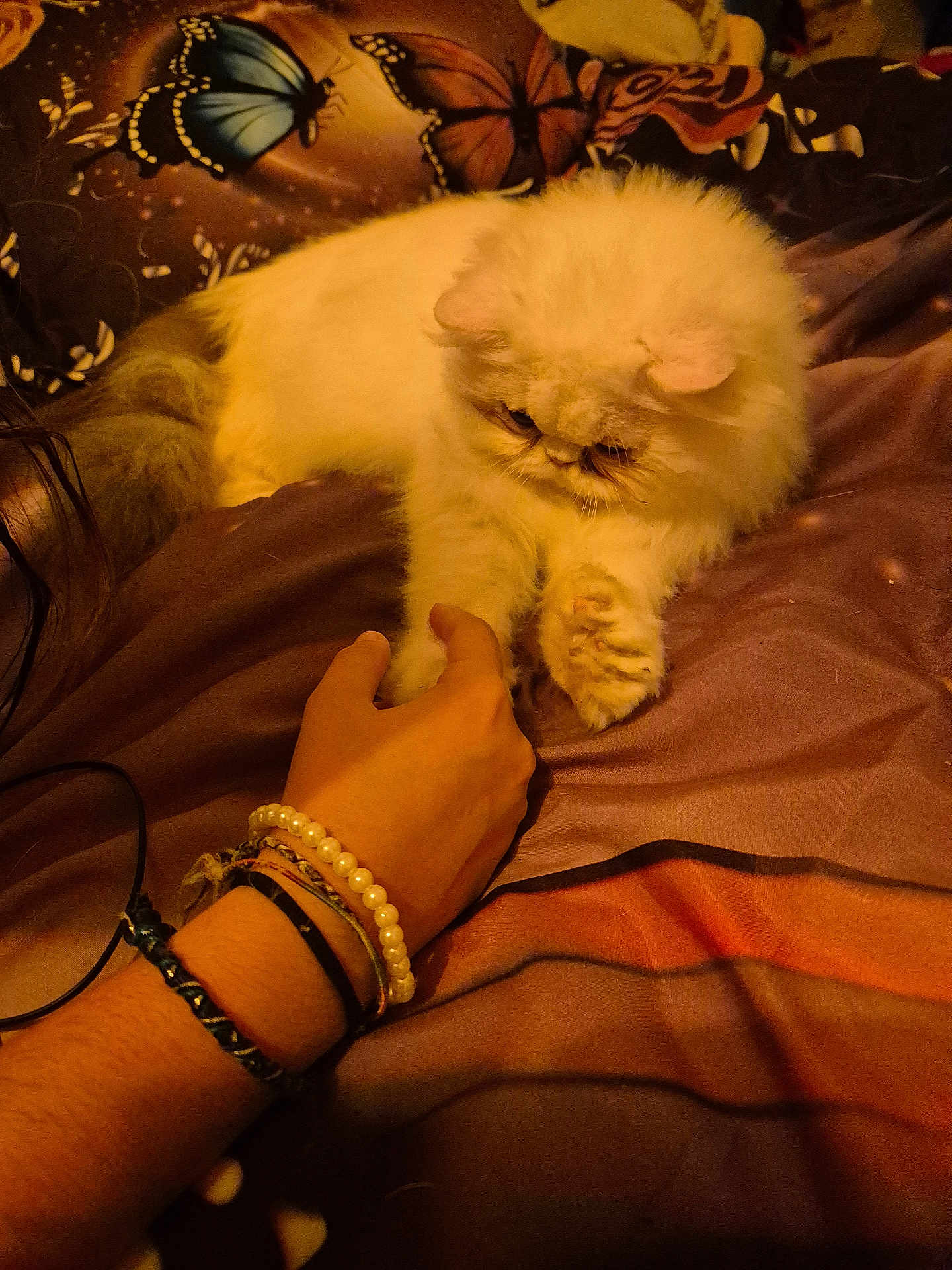 Amour participe au concours pour gagner de l'argent avec cette photo : cat, fluffy_cat, white_cat, hand, bracelets, bed, bedding, butterfly_pattern, indoor, cozy, pet, animal, touching, paw, feline, resting, cute, closeup, warm_lighting, human