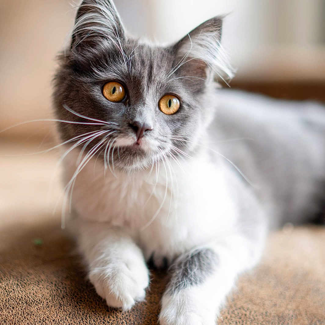 Mina participe au concours pour gagner de l'argent avec cette photo : abyssinian, angora, animal, cat, kitten, manx, pet, siamese, snout