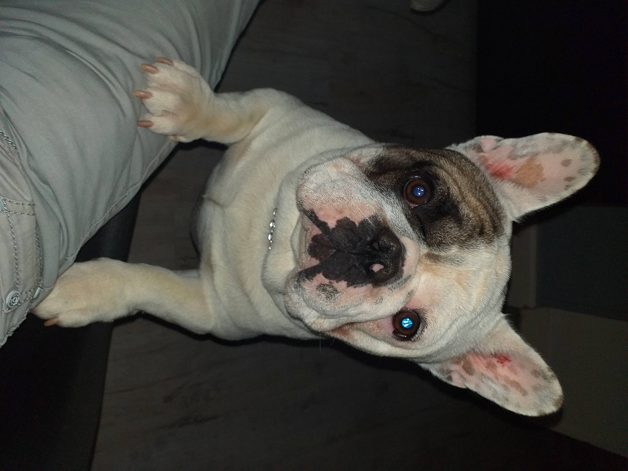 Snoopy participe au concours pour gagner de l'argent avec cette photo : canidae, carmine, carnivore, collar, comfort, companion_dog, dog, dog_breed, dog_collar, ear, fang, fawn, paw, snout, sporting_group, tail, terrestrial_animal, whiskers, working_animal, wrinkle