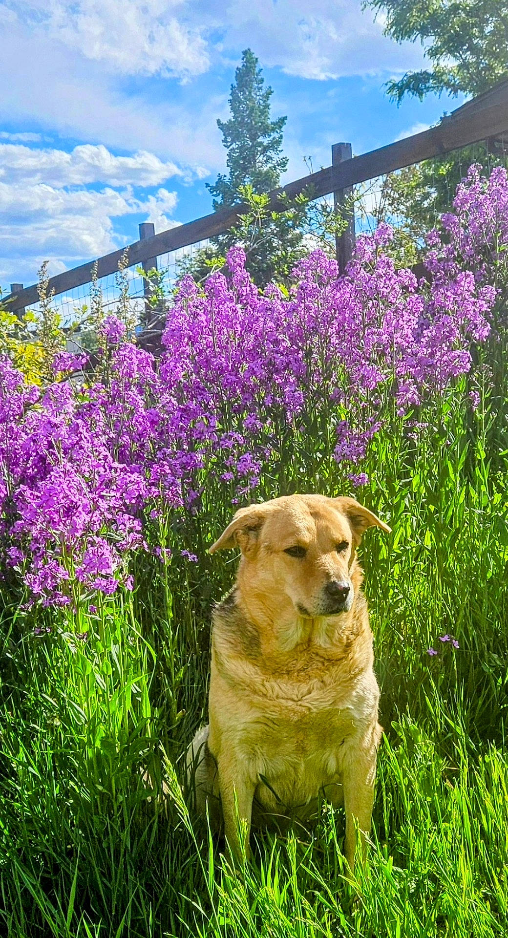 backyard, field, flower, grass, grassland, green, grove, herbal, herbs, land, nature, outdoors, petal, plant, purple, summer, tree, vegetation, woodland, yard