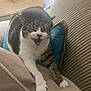 Jasmine joined the competition — help win amazing prizes! cat, tabby_cat, white_cat, stretching, yawning, couch, pillow, indoor, furniture, lamp, wooden_table, cozy, pet, animal, whiskers, paw, relaxed, home, living_room, tabby