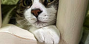 Jasmine is registered to the contest to win money with this photo: cat, tabby, pet, animal, paw, wood, chair, furniture, closeup, indoor, curious, whiskers, nose, ears, eyes, resting, cute, domestic_cat, playing, relaxed