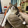 Jasmine joined the competition — help win amazing prizes! cat, tabby, lounging, couch, pillow, living_room, home_decor, orange_pillow, curtains, wood_floor, rug, fireplace, pumpkin, relaxed, pet, indoor, cozy, feline, resting, comfort