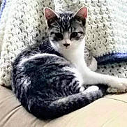 Jasmine is registered to the contest to win money with this photo: cat, tabby, pet, animal, feline, indoor, couch, blanket, knit, cozy, resting, fur, whiskers, ears, tail, relaxed, home, domestic, cute, companion