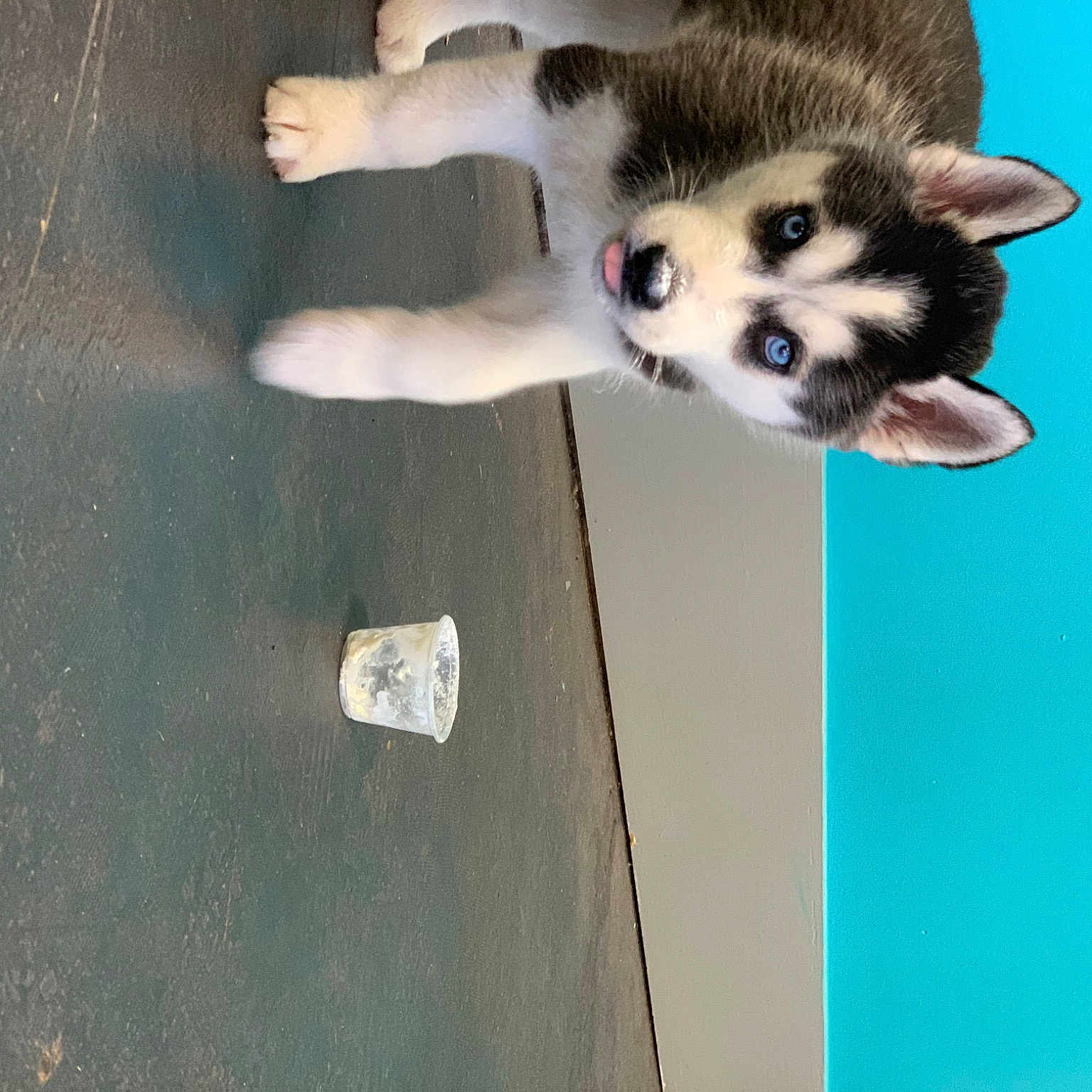 Apollo