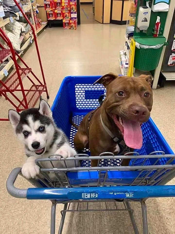 Best Buds joined the competition — help win amazing prizes! alaskan_malamute, canidae, carnivore, dog, dog_breed, labrador_husky, mammal, puppy, siberian_husky, sled_dog, swedish_vallhund, table, vertebrate, wolfdog