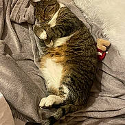 Féfé participe au concours pour gagner de l'argent avec cette photo : cat, tabby, sleeping, cozy, blanket, pillow, indoor, pet, fur, whiskers, relaxed, cute, domestic_animal, resting, animal, soft, comfort, home, nap, feline