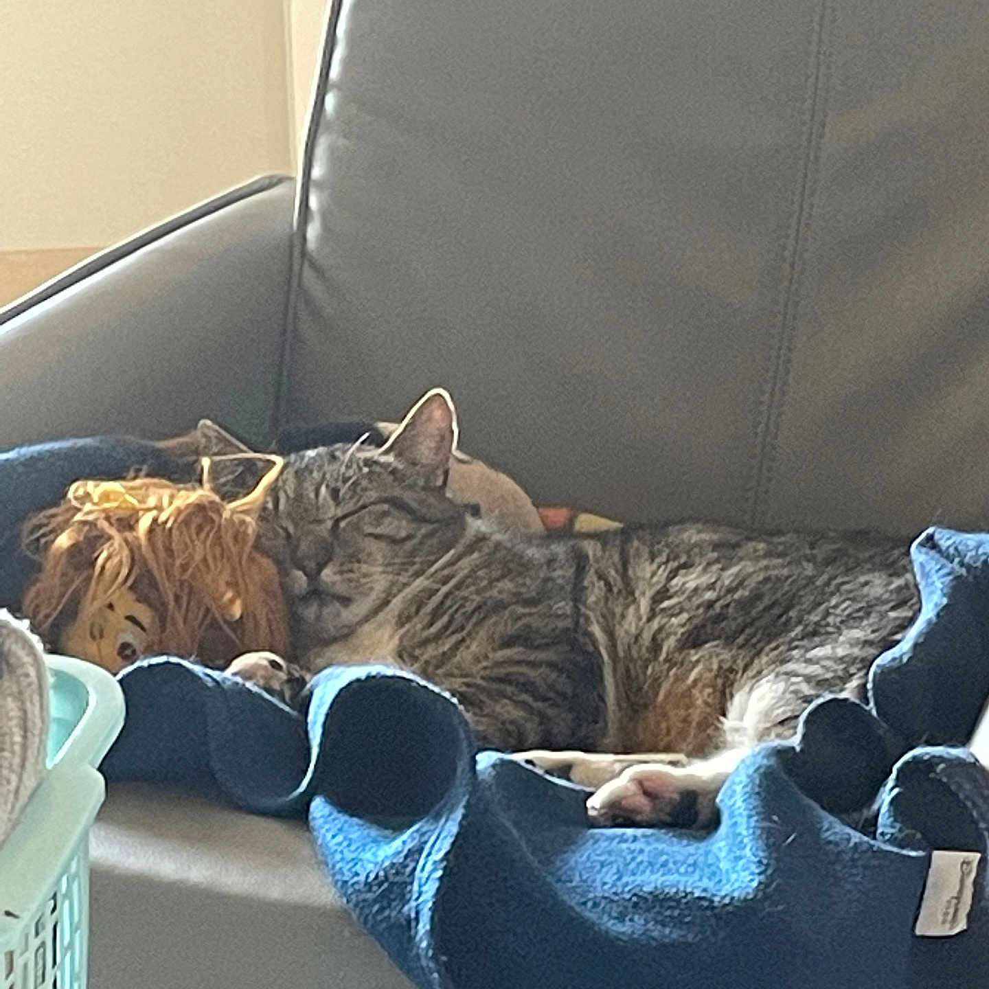 Féfé participe au concours pour gagner de l'argent avec cette photo : cat, tabby_cat, sleeping, blanket, plush_toy, lion_toy, chair, indoor, cozy, pet, resting, feline, fur, relaxation, home, soft_toy, animal, comfort, nap, cute