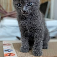 Milo participe au concours pour gagner de l'argent avec cette photo : kitten, gray_cat, pet, animal, feline, cute, curious, indoor, young, fur, whiskers, paws, closeup, portrait, soft_focus, playful, domestic_cat, small, standing, background_blur