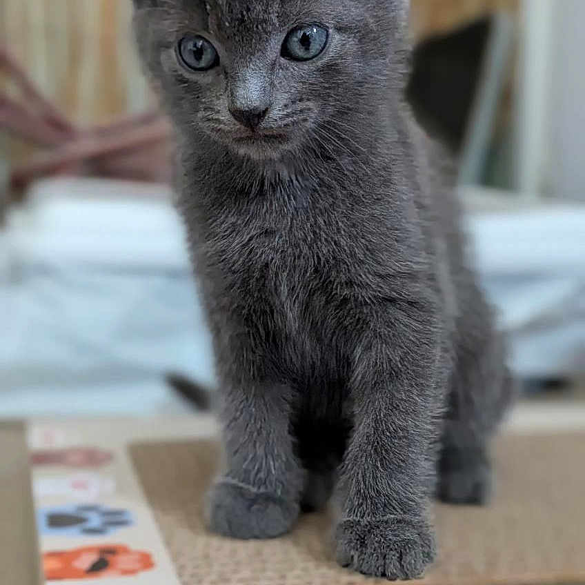 Milo participe au concours pour gagner de l'argent avec cette photo : animal, background_blur, closeup, curious, cute, domestic_cat, feline, fur, gray_cat, indoor, kitten, paws, pet, playful, portrait, small, soft_focus, standing, whiskers, young