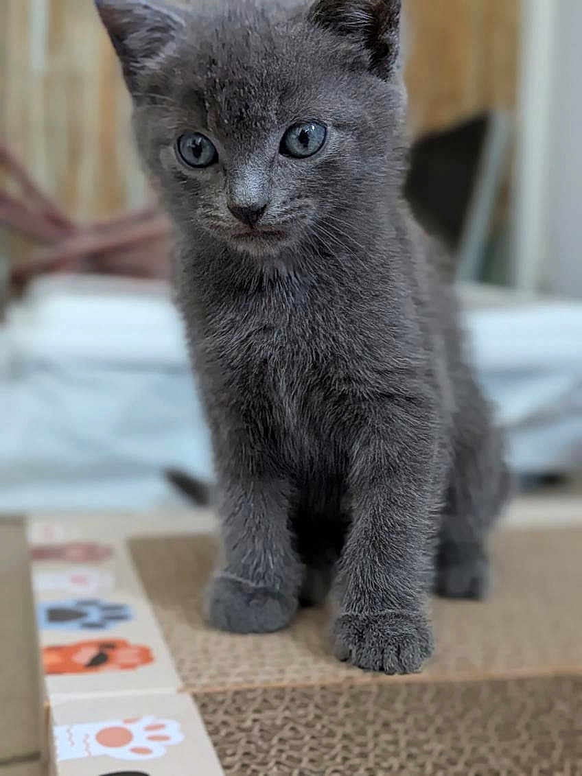 Milo participe au concours pour gagner de l'argent avec cette photo : kitten, gray_cat, pet, animal, feline, cute, curious, indoor, young, fur, whiskers, paws, closeup, portrait, soft_focus, playful, domestic_cat, small, standing, background_blur