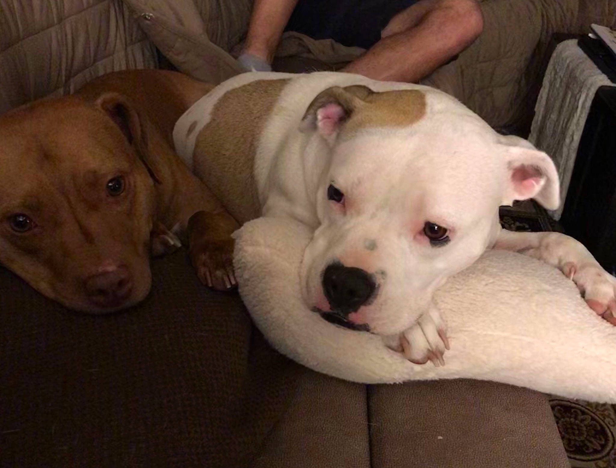 Sasha joined the competition — help win amazing prizes! bag, canidae, carnivore, comfort, companion_dog, cordoba_fighting_dog, dog, dog_breed, dogo_guatemalteco, fawn, jaw, luggage_and_bags, non_sporting_group, pet_supply, puppy, snout, sporting_group, terrestrial_animal, whiskers, working_animal