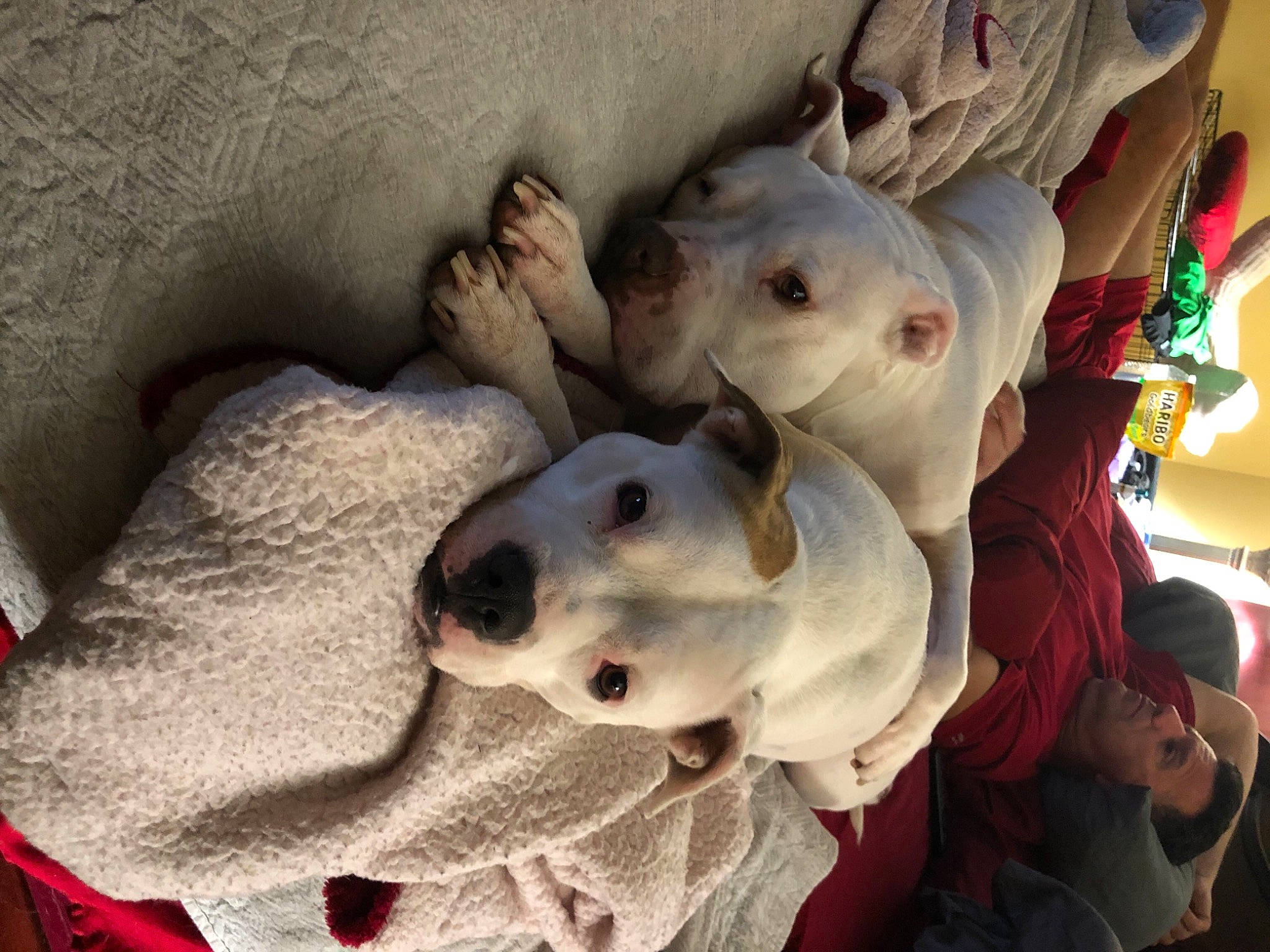 Sasha joined the competition — help win amazing prizes! canidae, carnivore, cockatoo, comfort, companion_dog, dalmatian, dog, dog_breed, fawn, fun, fur, guard_dog, jaw, non_sporting_group, snout, sporting_group, stuffed_toy, terrestrial_animal, toy, working_animal