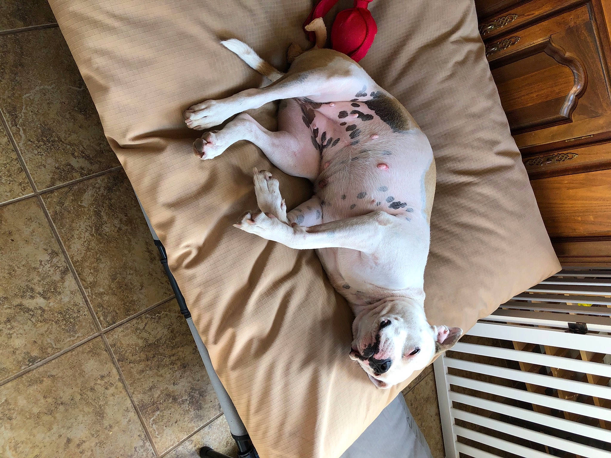 Sasha joined the competition — help win amazing prizes! baby, baby_products, bed, bedding, comfort, companion_dog, couch, dress, fawn, grey, human_leg, knee, leg, linens, pattern, sleeve, stairs, textile, thigh, wood