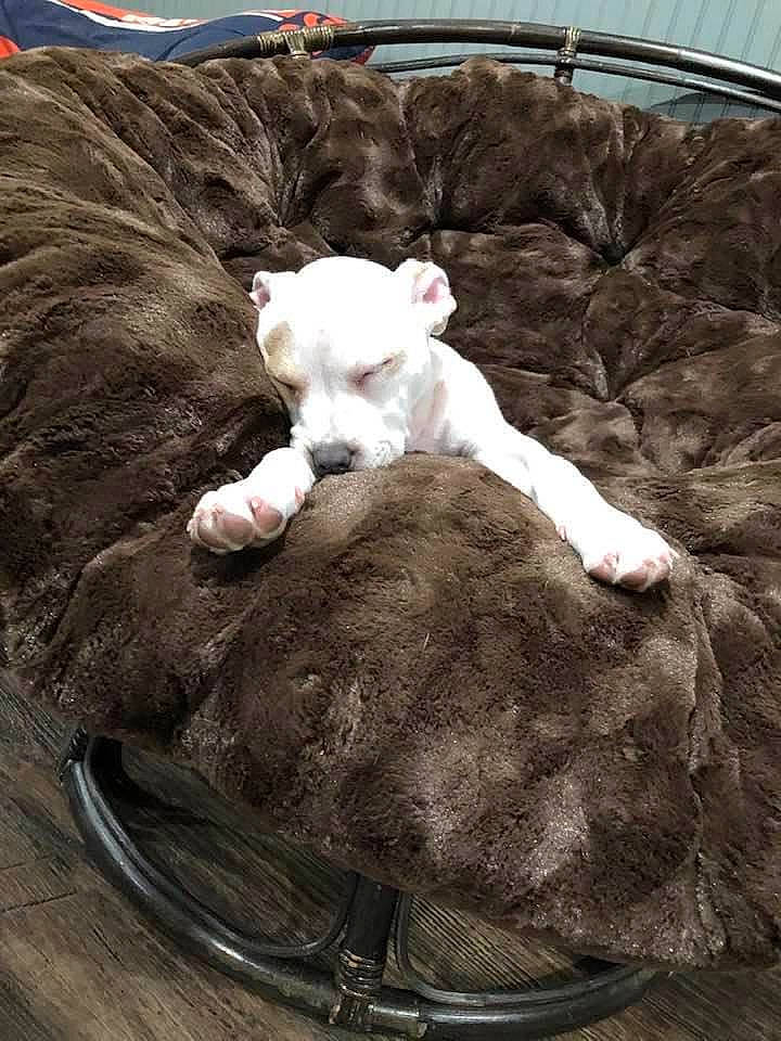 Zoey joined the competition — help win amazing prizes! art, basket, comfort, companion_dog, dog_breed, fawn, felidae, fur, grass, luggage_and_bags, plush, small_to_medium_sized_cats, snout, stuffed_toy, tail, teddy_bear, toy, whiskers, wool, working_animal