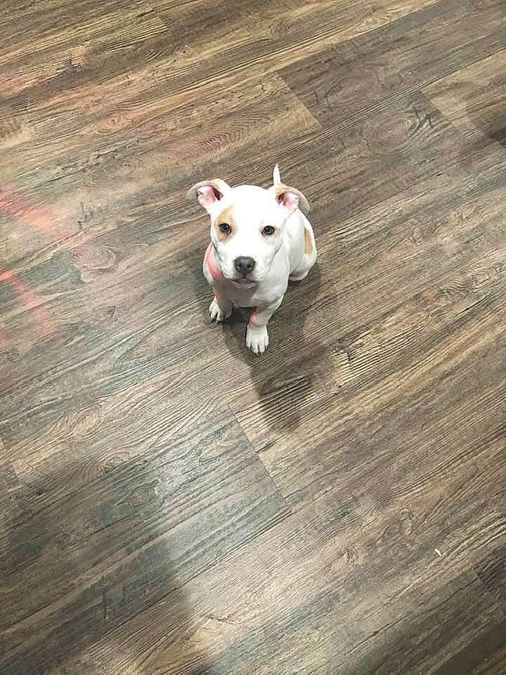 Zoey is registered to the contest to win money with this photo: brown, canidae, carnivore, collar, companion_dog, dog, dog_breed, fawn, floor, flooring, hardwood, laminate_flooring, snout, sporting_group, tail, whiskers, wood, wood_flooring, wood_stain, working_animal