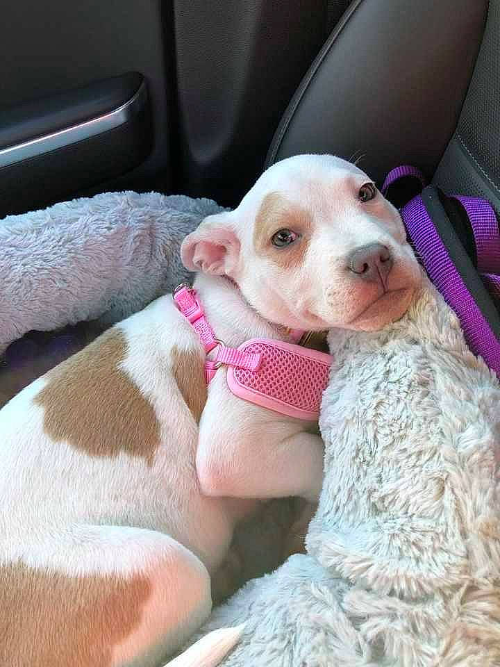 Zoey joined the competition — help win amazing prizes! canidae, car_seat, carnivore, comfort, companion_dog, dog, dog_breed, fawn, fur, linens, plush, puppy_love, seat_belt, snout, sporting_group, stuffed_toy, vehicle, vehicle_door, watch, whiskers