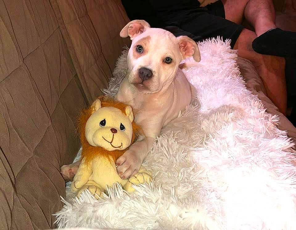 Zoey joined the competition — help win amazing prizes! canidae, carnivore, companion_dog, dog, dog_breed, dog_clothes, dog_collar, dog_supply, fawn, fur, paw, pet_supply, snout, sporting_group, stuffed_toy, terrier, toy, toy_dog, whiskers, working_animal