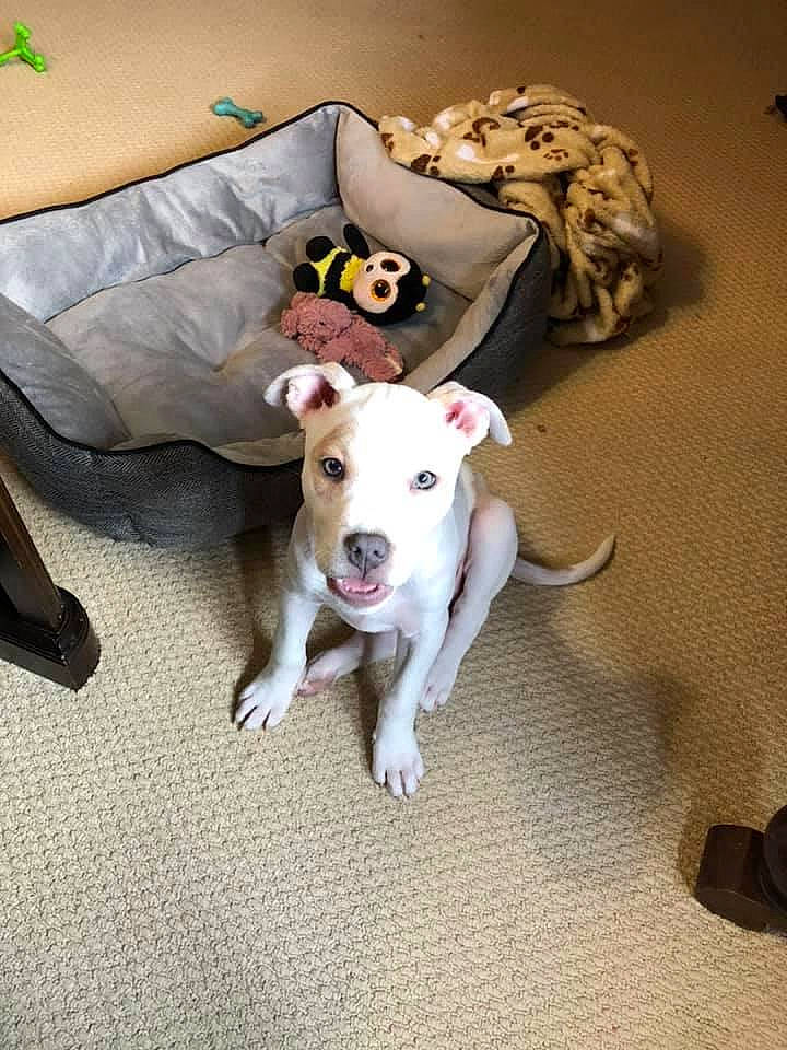 Zoey joined the competition — help win amazing prizes! canidae, carnivore, collar, comfort, companion_dog, couch, dog, dog_breed, dog_collar, dog_supply, fawn, floor, flooring, linens, paw, pet_supply, sporting_group, tail, toy_dog, working_animal