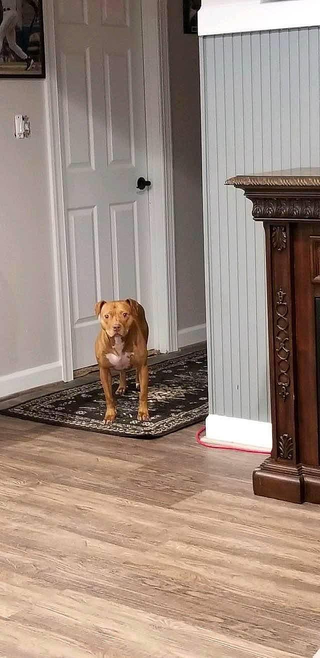 Layla joined the competition — help win amazing prizes! brown, carnivore, companion_dog, dog, dog_breed, door, door_handle, fawn, fixture, floor, flooring, hardwood, home_door, laminate_flooring, liver, tail, wood, wood_flooring, wood_stain, working_animal