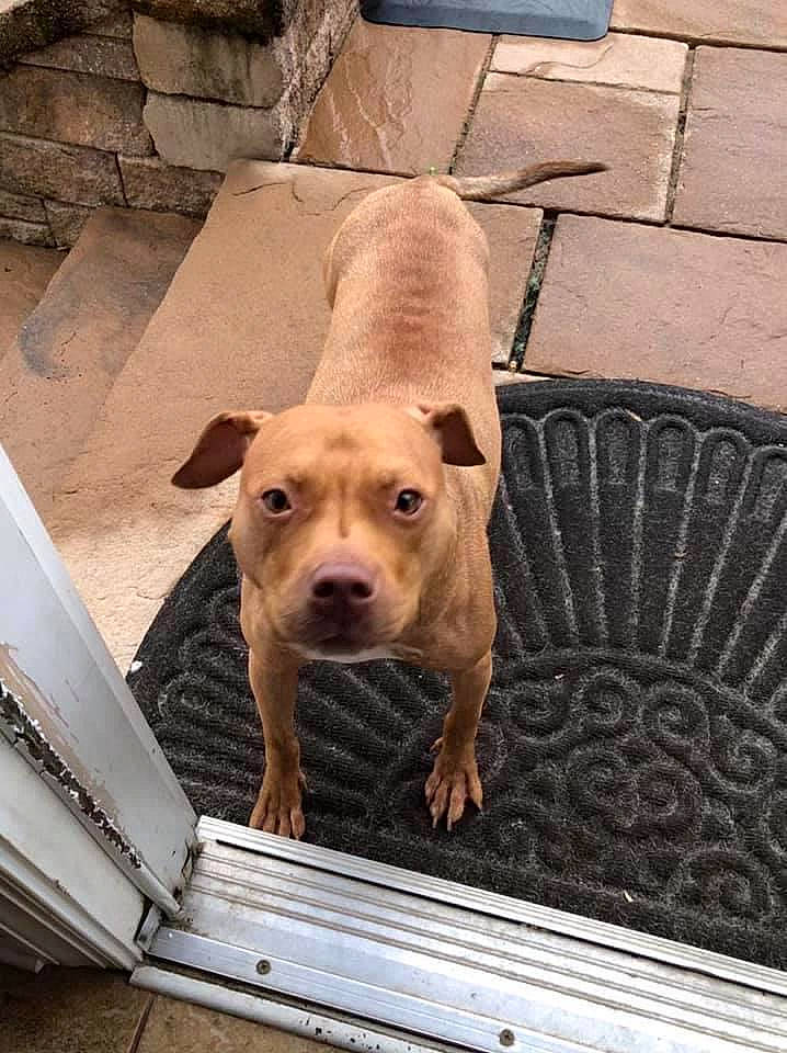 Layla joined the competition — help win amazing prizes! animal_shelter, canidae, carnivore, collar, companion_dog, dog, dog_breed, dog_supply, fawn, flooring, grass, liver, pet_supply, snout, sporting_group, tail, terrestrial_animal, whiskers, wood, working_animal