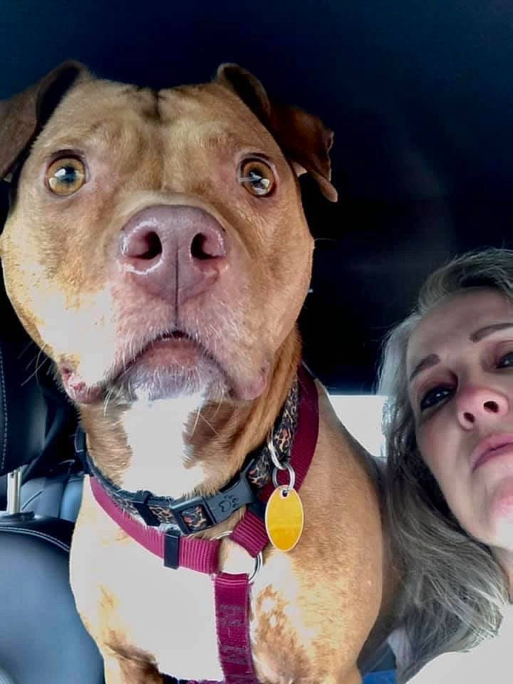 Layla joined the competition — help win amazing prizes! canidae, carnivore, collar, companion_dog, dog, dog_breed, dog_collar, ear, fashion_accessory, fawn, fur, happy, leash, liver, pet_supply, snout, sporting_group, whiskers, working_animal, wrinkle