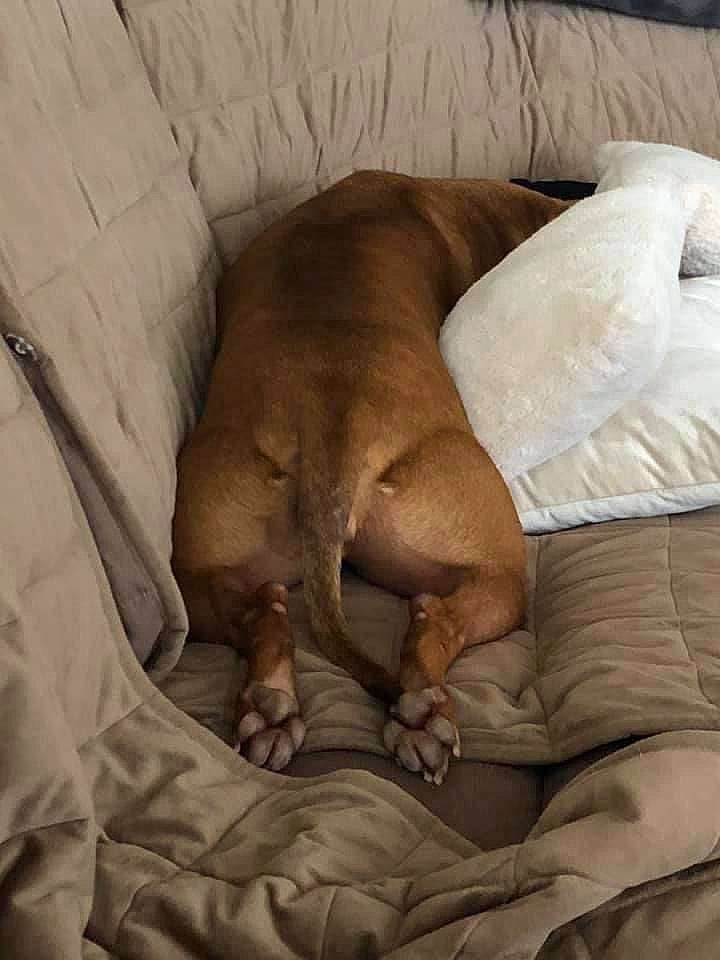 Layla joined the competition — help win amazing prizes! bed_sheet, bedding, bedtime, brown, carnivore, comfort, companion_dog, dog, dog_breed, duvet, fawn, felidae, fur, linens, liver, mammal, nap, terrestrial_animal, whiskers, wood