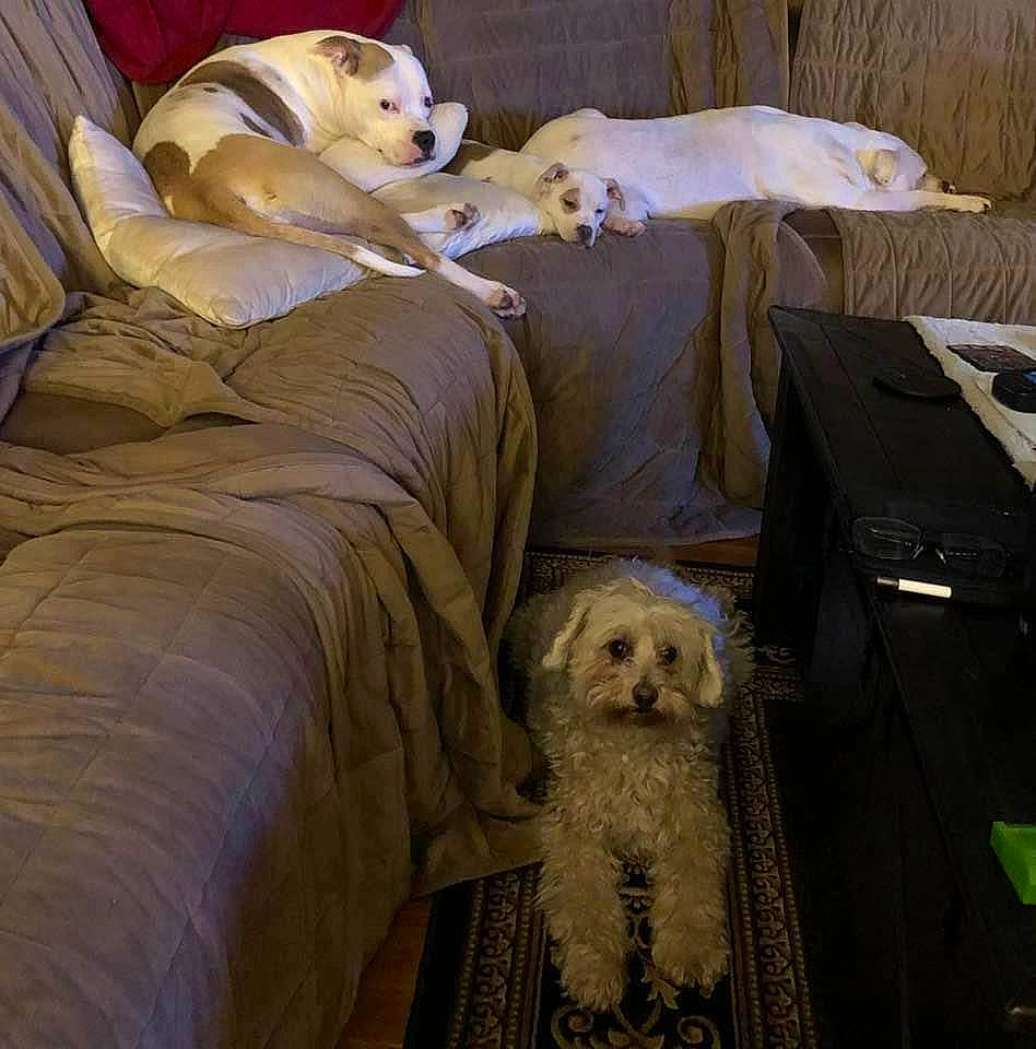 Journey joined the competition — help win amazing prizes! bedding, carnivore, comfort, companion_dog, couch, dog, dog_breed, dog_supply, fawn, fur, hardwood, linens, mammal, nap, room, snout, sporting_group, toy_dog, vertebrate, working_animal