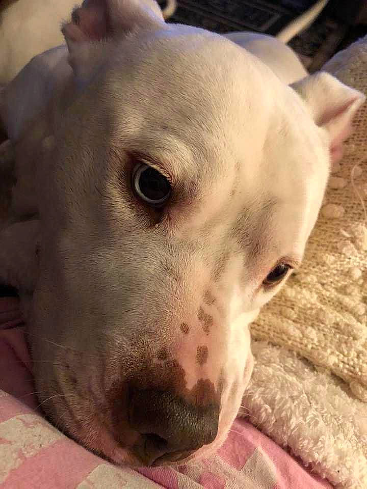 Nico is registered to the contest to win money with this photo: canidae, carnivore, close_up, companion_dog, dog, dog_breed, dogo_argentino, ear, fawn, guard_dog, jaw, metal, no_expression, non_sporting_group, selfie, snout, sporting_group, terrestrial_animal, whiskers, working_animal