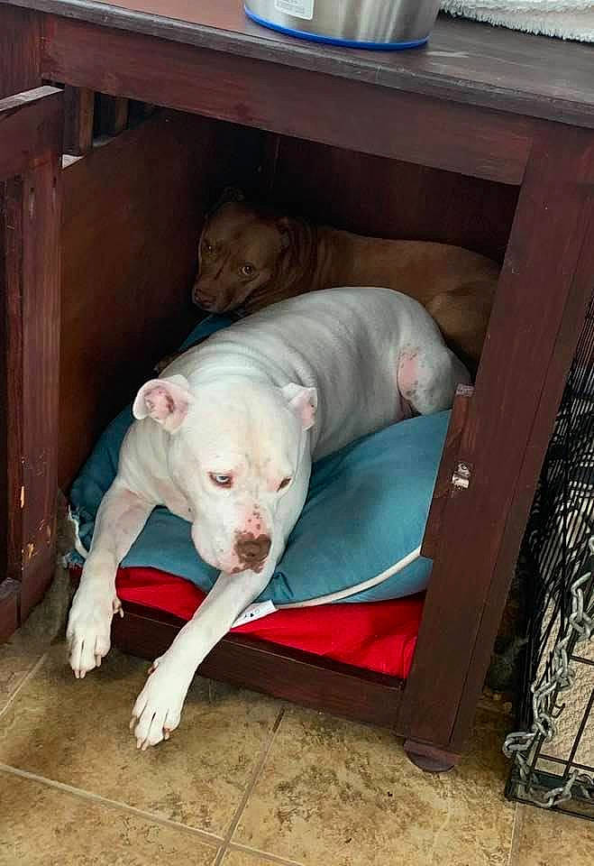 Nico is registered to the contest to win money with this photo: canidae, carnivore, comfort, companion_dog, dog, dog_breed, dogo_guatemalteco, fawn, hardwood, non_sporting_group, pet_supply, shelf, snout, sporting_group, tail, terrestrial_animal, wood, working_animal