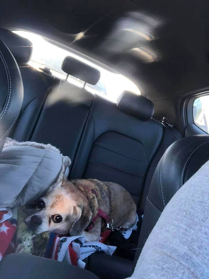 Ginger is registered to the contest to win money with this photo: auto_part, automotive_design, automotive_exterior, car, car_seat, car_seat_cover, carnivore, comfort, companion_dog, dog, dog_breed, family_car, head_restraint, motor_vehicle, personal_luxury_car, seat_belt, steering_part, tints_and_shades, vehicle, vehicle_door