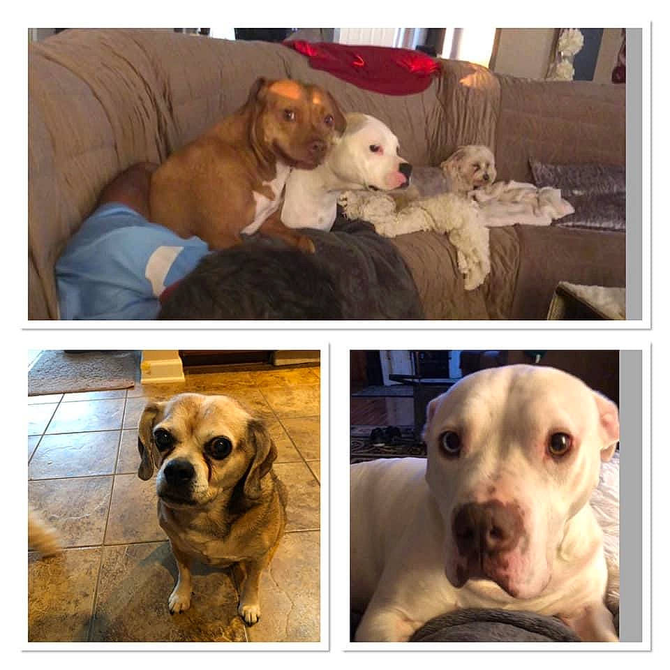 Ginger is registered to the contest to win money with this photo: carnivore, collar, comfort, companion_dog, couch, dog, dog_breed, dog_collar, dog_supply, fawn, fur, mammal, pet_supply, photograph, selfie, snapshot, snout, sporting_group, vertebrate, working_animal