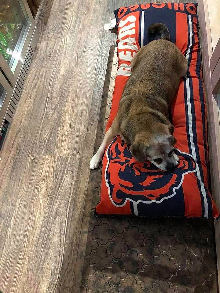 Ginger is registered to the contest to win money with this photo: brown, canidae, carnivore, comfort, companion_dog, dog, dog_breed, dog_supply, fawn, floor, flooring, hardwood, pet_supply, plank, snout, sporting_group, tail, wood, wood_stain, working_animal