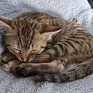 Choupinette participe au concours pour gagner de l'argent avec cette photo : kitten, cat, sleeping, tabby, fur, whiskers, paw, tail, fluffy_blanket, cozy, cute, pet, animal, domestic_cat, resting, feline, soft_texture, closeup, indoor, relaxation